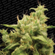 Opium - PARADISE SEEDS | TanieSianie.pl