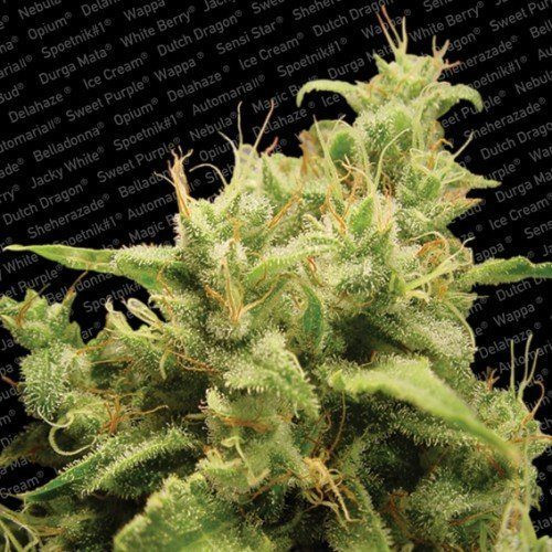 Opium - PARADISE SEEDS | TanieSianie.pl