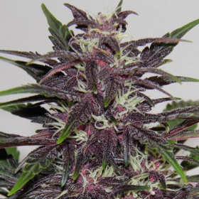 Purple Kush | TanieSianie.pl