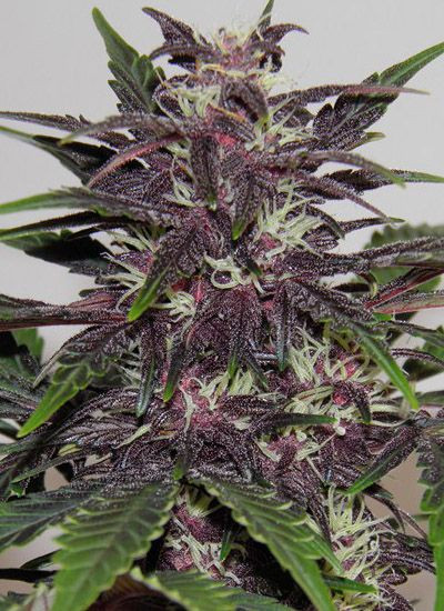 Purple Kush | TanieSianie.pl