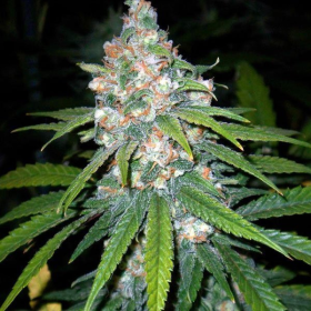 Super Lemon Haze | TanieSianie.pl