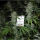 Durban Poison - DUTCH PASSION | TanieSianie.pl