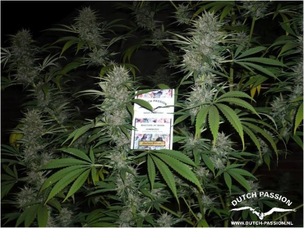 Durban Poison - DUTCH PASSION | TanieSianie.pl