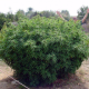Opium - PARADISE SEEDS | TanieSianie.pl