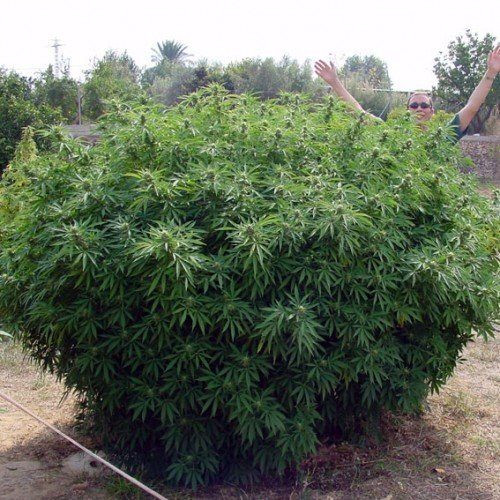 Opium - PARADISE SEEDS | TanieSianie.pl