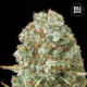 Moby Big - BULK SEED BANK | TanieSianie.pl
