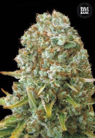 Moby Big - BULK SEED BANK | TanieSianie.pl