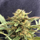 CBD Therapy - CBD CREW | TanieSianie.pl