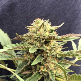 CBD Therapy - CBD CREW | TanieSianie.pl