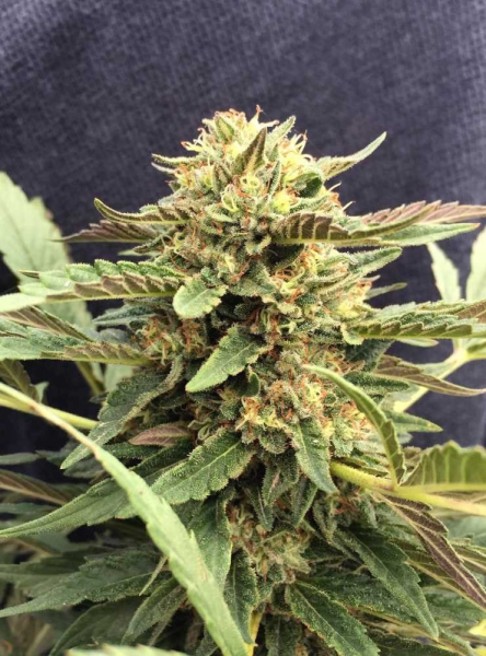 CBD Therapy - CBD CREW | TanieSianie.pl