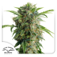 Auto Daiquiri Lime - DUTCH PASSION | TanieSianie.pl