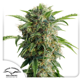 Auto Daiquiri Lime - DUTCH PASSION | TanieSianie.pl