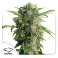 Auto Daiquiri Lime - DUTCH PASSION