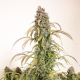 Auto Daiquiri Lime - DUTCH PASSION | TanieSianie.pl