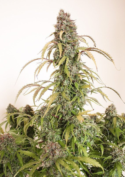 Auto Daiquiri Lime - DUTCH PASSION | TanieSianie.pl
