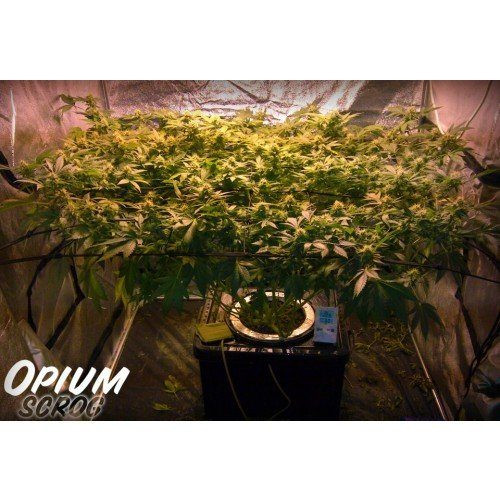 Opium - PARADISE SEEDS | TanieSianie.pl