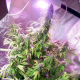 Auto Daiquiri Lime - DUTCH PASSION | TanieSianie.pl