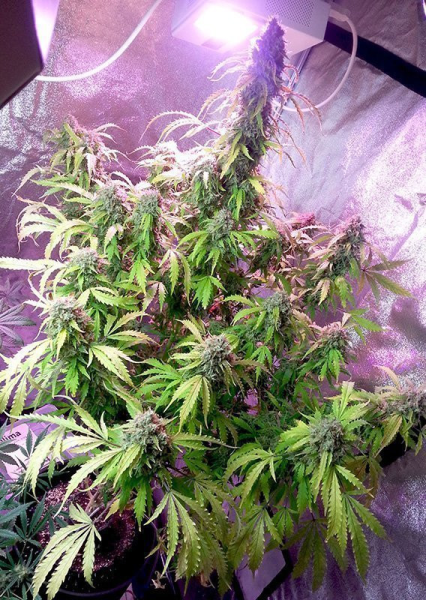 Auto Daiquiri Lime - DUTCH PASSION | TanieSianie.pl