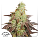 Auto Night Queen - DUTCH PASSION | TanieSianie.pl