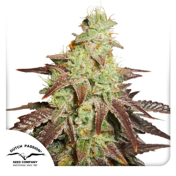 Auto Night Queen - DUTCH PASSION | TanieSianie.pl