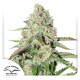 Auto Colorado Cookies - DUTCH PASSION | TanieSianie.pl