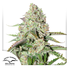 Auto Colorado Cookies - DUTCH PASSION | TanieSianie.pl