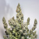 Auto Colorado Cookies - DUTCH PASSION | TanieSianie.pl
