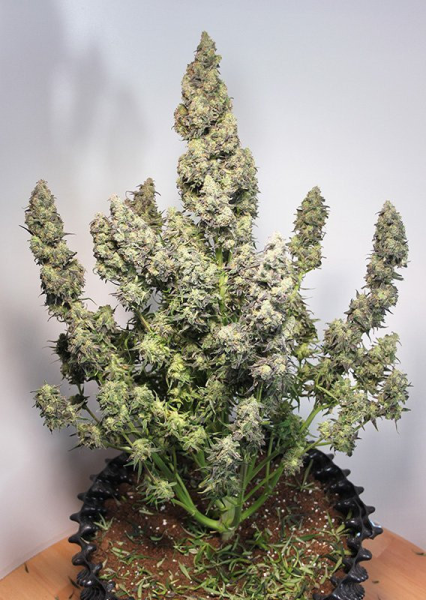 Auto Colorado Cookies - DUTCH PASSION | TanieSianie.pl