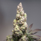 Auto Colorado Cookies - DUTCH PASSION | TanieSianie.pl