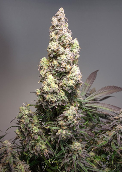 Auto Colorado Cookies - DUTCH PASSION | TanieSianie.pl