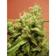 Opium - PARADISE SEEDS | TanieSianie.pl