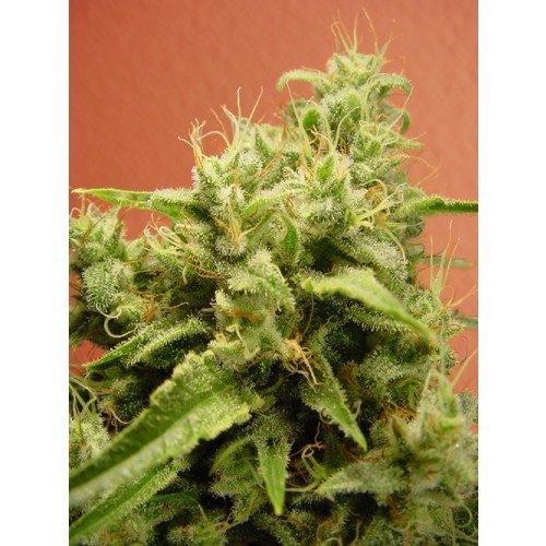 Opium - PARADISE SEEDS | TanieSianie.pl