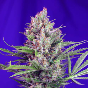 Cream Mandarine Fast Version - SWEET SEEDS | TanieSianie.pl