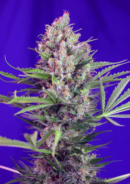 Cream Mandarine Fast Version - SWEET SEEDS | TanieSianie.pl
