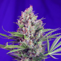 Cream Mandarine Fast Version - SWEET SEEDS