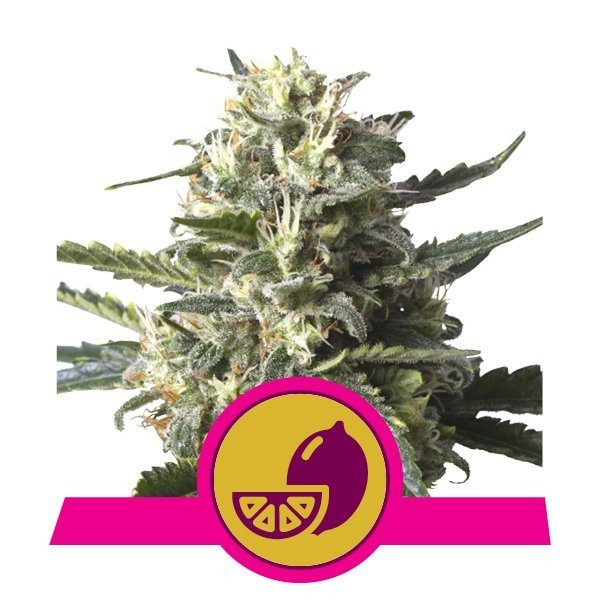 Lemon Shining Silver Haze - ROYAL QUEEN SEEDS | TanieSianie.pl