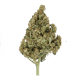 Lemon Shining Silver Haze - ROYAL QUEEN SEEDS | TanieSianie.pl