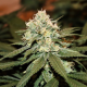 Lemon Shining Silver Haze - ROYAL QUEEN SEEDS | TanieSianie.pl