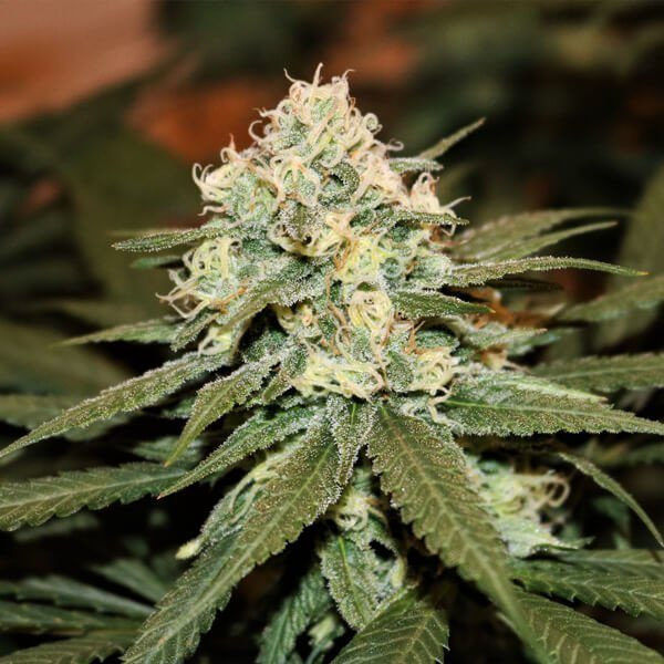 Lemon Shining Silver Haze - ROYAL QUEEN SEEDS | TanieSianie.pl