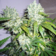 Super Skunk | TanieSianie.pl