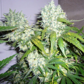 Super Skunk | TanieSianie.pl