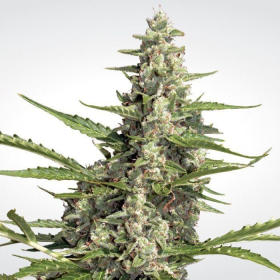 Pandora Auto - PARADISE SEEDS | TanieSianie.pl