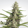 Pandora Auto - PARADISE SEEDS