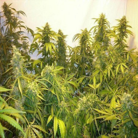 Black Samba Super Auto - FLASH SEEDS | TanieSianie.pl