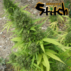 Copacabana SuperAuto - FLASH SEEDS | TanieSianie.pl