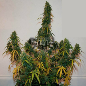 Formula One Auto - FLASH SEEDS | TanieSianie.pl