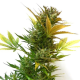 Cobra Auto - FLASH SEEDS | TanieSianie.pl
