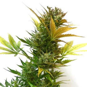 Cobra Auto - FLASH SEEDS | TanieSianie.pl