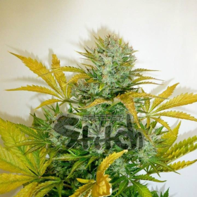 Kush Van Stitch Auto - FLASH SEEDS | TanieSianie.pl