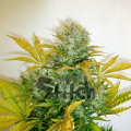 Kush Van Stitch Auto - FLASH SEEDS